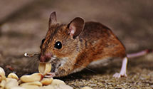 24 Hour & Emergency Exterminators in Hillcrest, NC